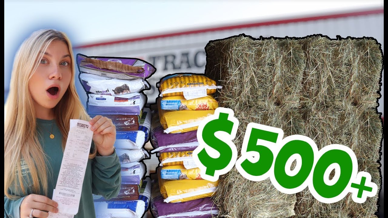 Buying Food For ALL MY PETS IN ONE VIDEO! $500+