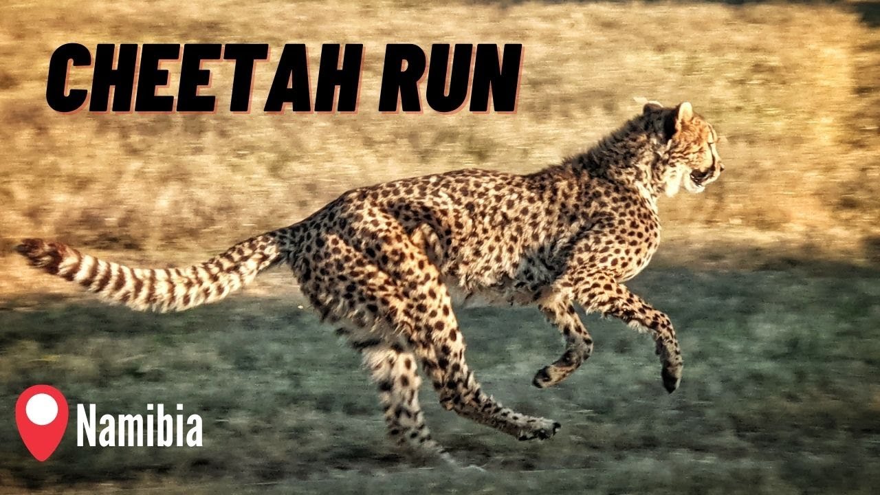 Things to do in Namibia - Cheetah Conservation Fund - EP. 119