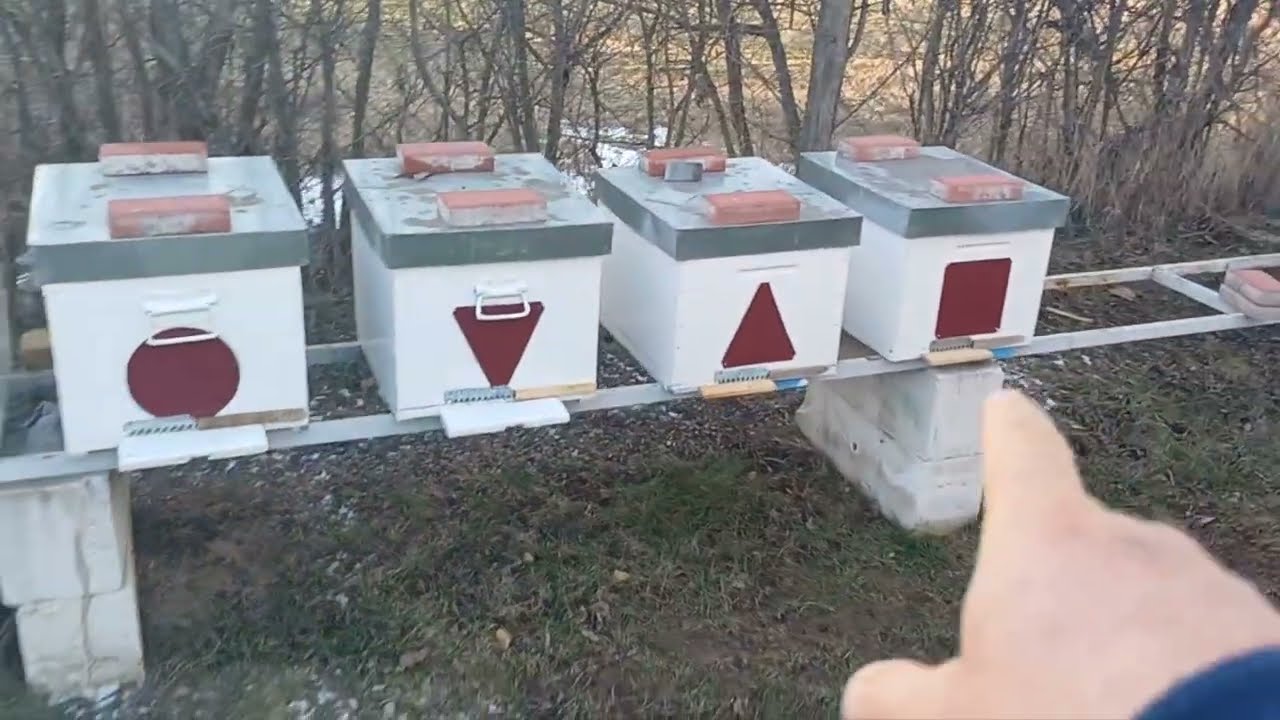 Nu se umbla la albine iarna