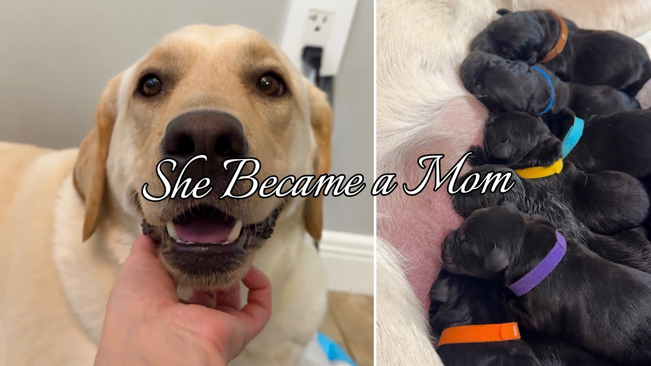 From Birth to First Opened Eyes 🐶🤍 | Daisy’s Puppies First Weeks