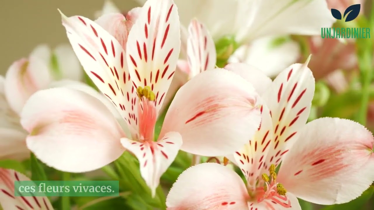 Fleurs vivaces longue floraison : Guide complet pour fleurir votre toute l'année