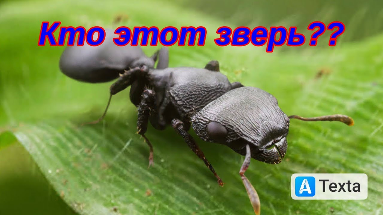 The Ants. Щитоголовый муравей-черепаха