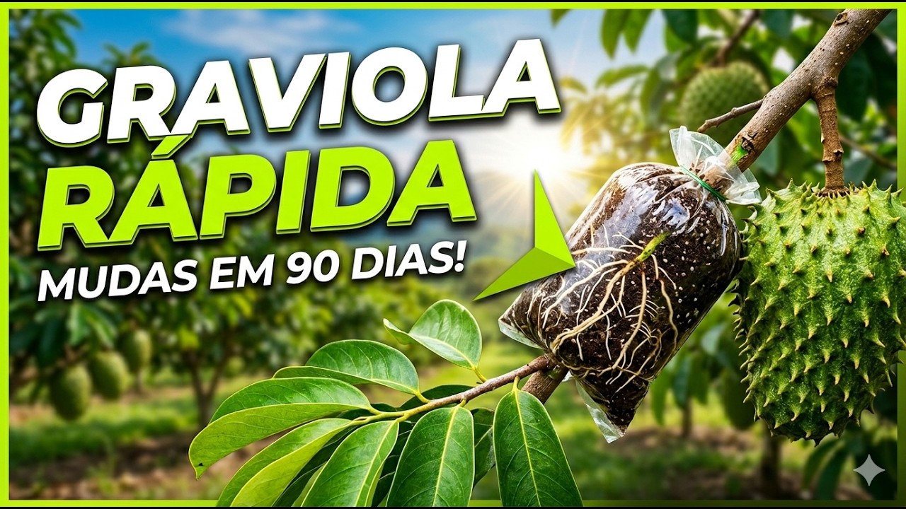 Como fazer ALPORQUIA de graviola em POUCO TEMPO. Soursop air layer