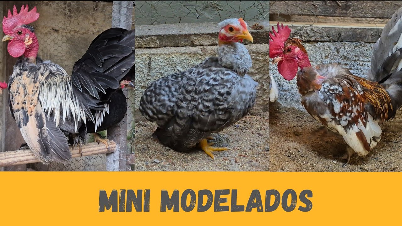 Mini Modelados | Sítio 5 Irmãos