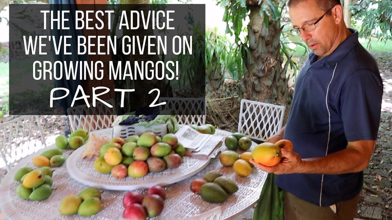 Dr. Richard Campbell Reveals His Best Advice on Mangos & Picks Favorites