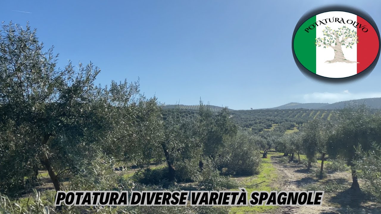 Potatura Olivo varietà Hojiblanca a Baena (Cordoba) 