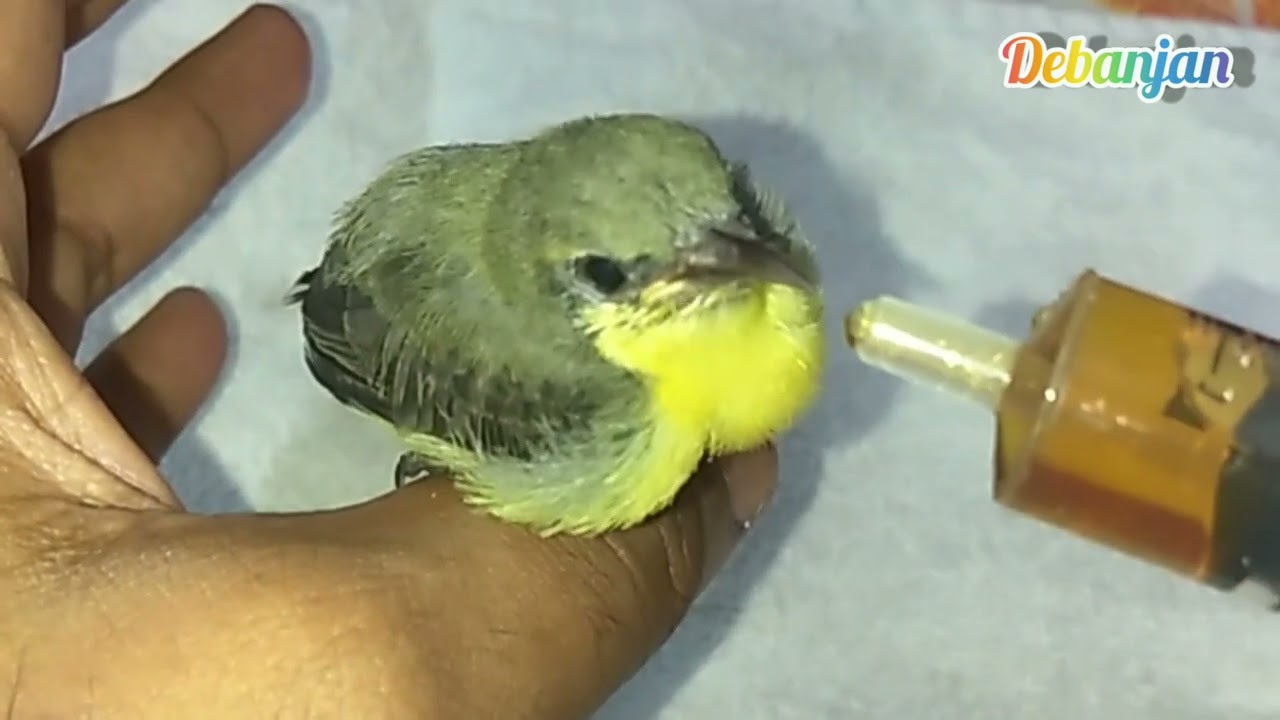Purple Sunbird rescue and feeding#sunbird