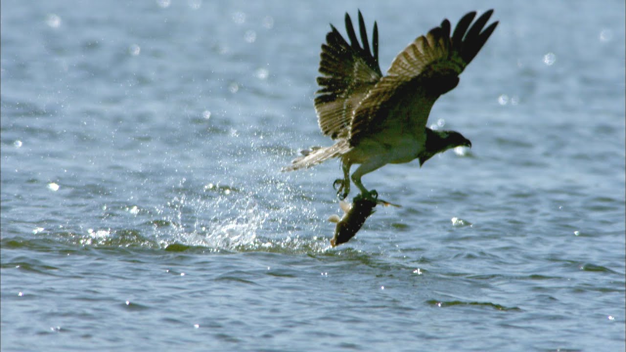 An osprey fishing in slow motion/숭어를 사냥하는 물수리 #osprey