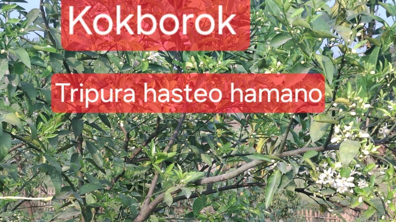Что мне делать по прибытии в Комолу, Мумбаи, Мальта?