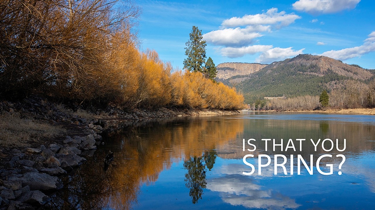 Searching for spring along Enderby's Riverwalk