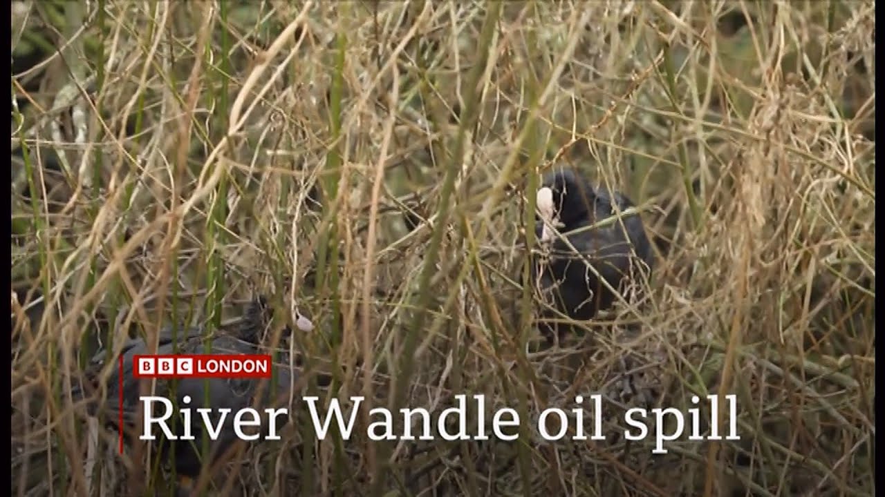 Wildlife covered in oil after 4,000 litres of diesel spills into River Wandle in Croydon (1) (UK)