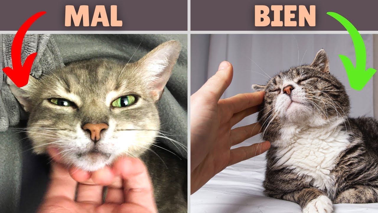 La MEJOR forma de ACARICIAR a un GATO (y zonas que debes evitar)
