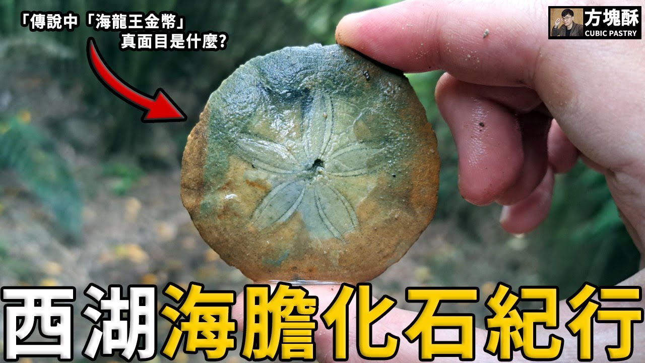 大量「古代金幣」埋藏在山中?海膽化石揭示了何種秘密?臺灣資深化石獵人夢幻出擊!苗栗西湖海膽化石紀行|方塊酥