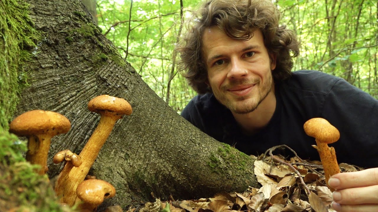Im Steinpilze Wunderland - Pilze Sammeln im September
