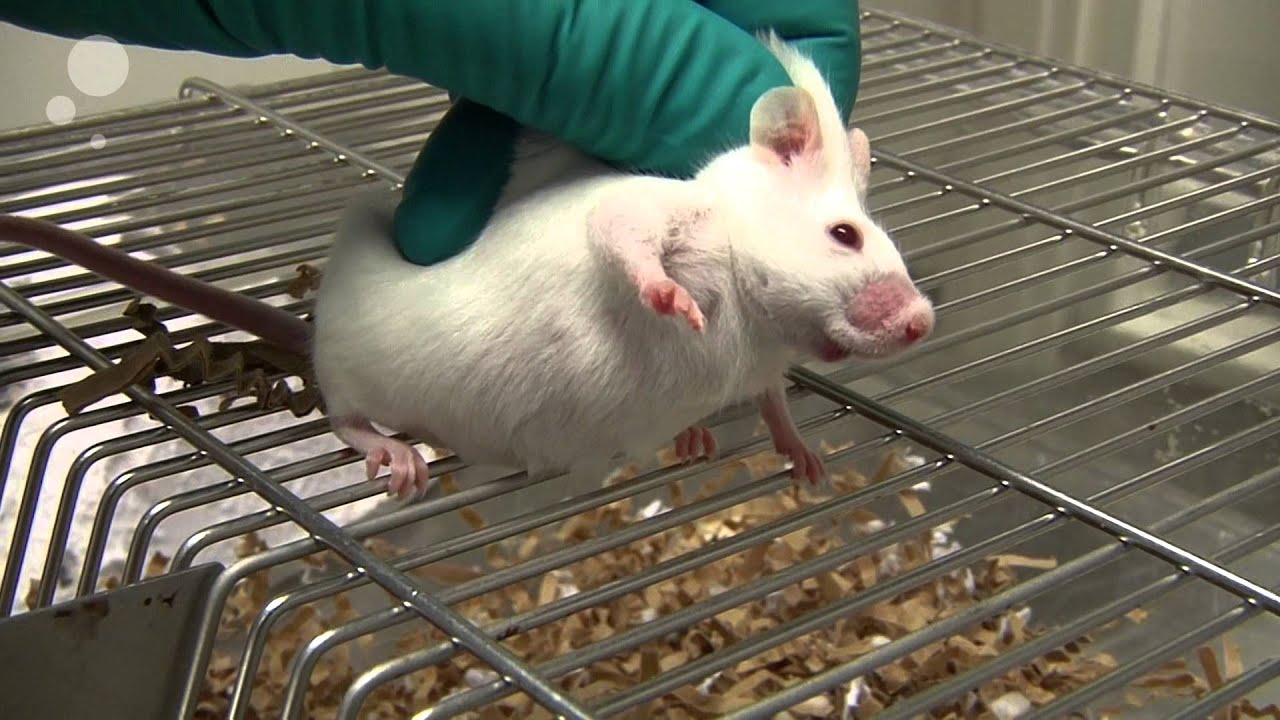 Cheek blood from mouse
