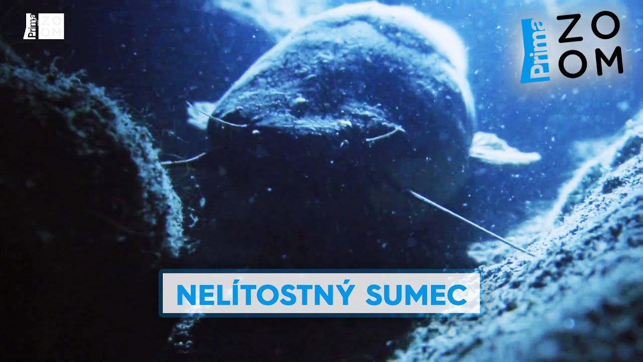 Sumec je nel&iacute;tostn&eacute; zv&iacute;ře už od narozen&iacute;. Pod&iacute;vejte se na jeho prvn&iacute; zabit&iacute;