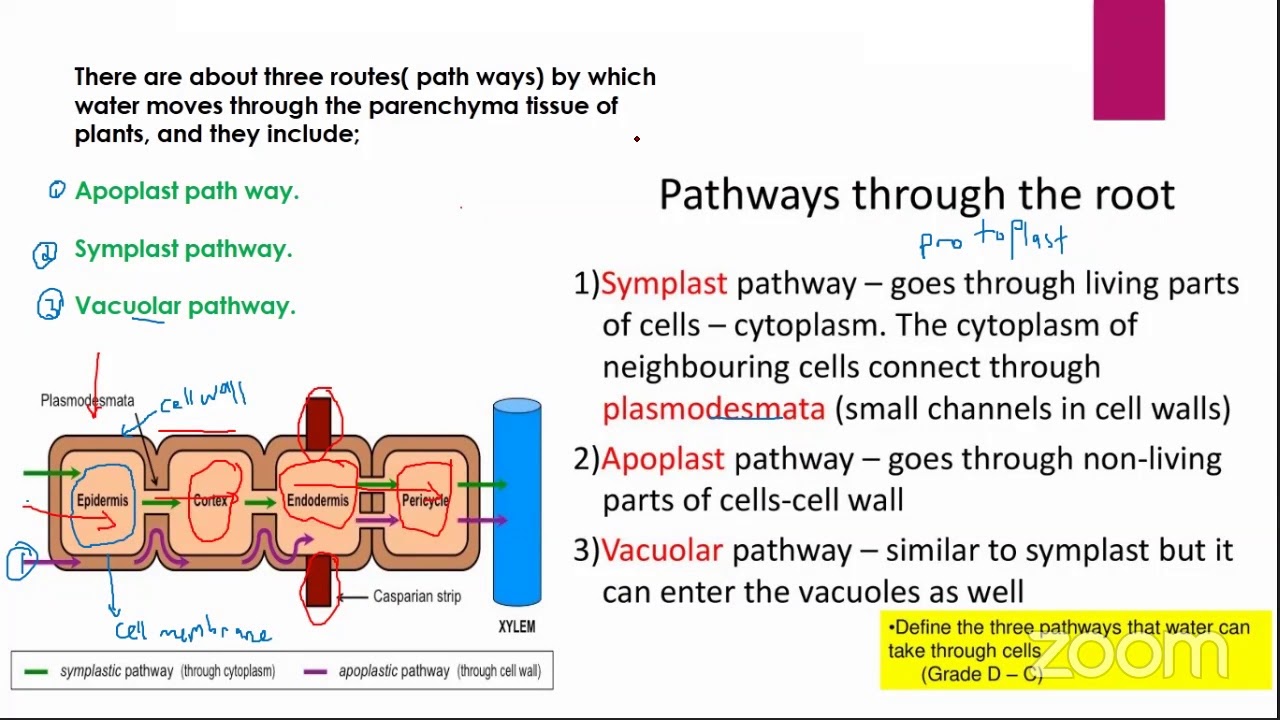 Senior Five Biology Online Classes