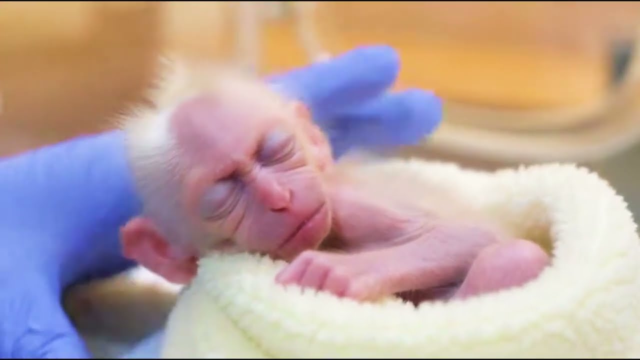 Just Newborn baby monkey Need Love