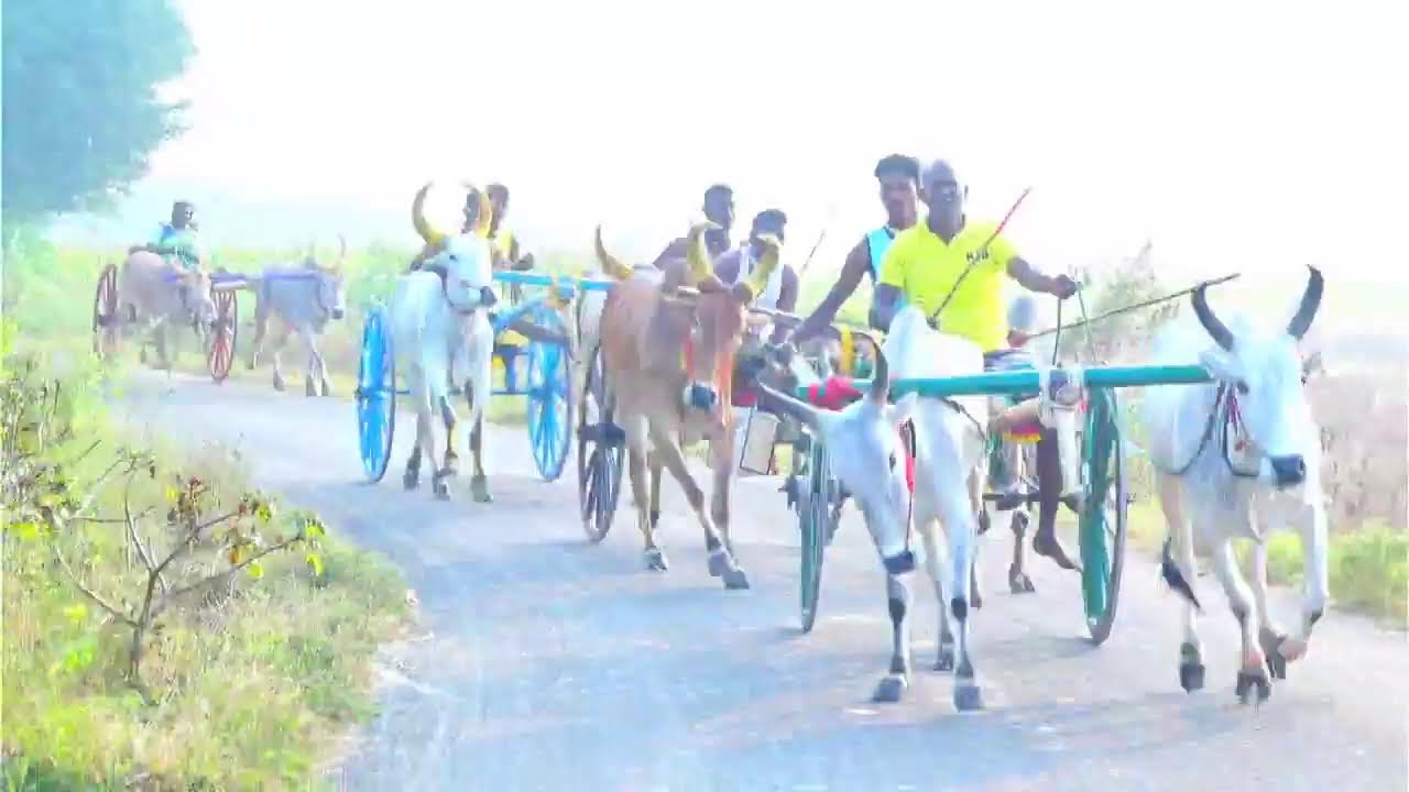 live தானியேல் நகர் பூஞ்சிட்டு முதல் சுற்று