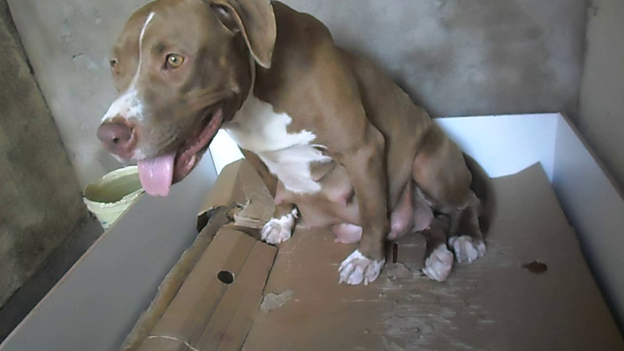 Trabalho de parto Pitbull Kyra