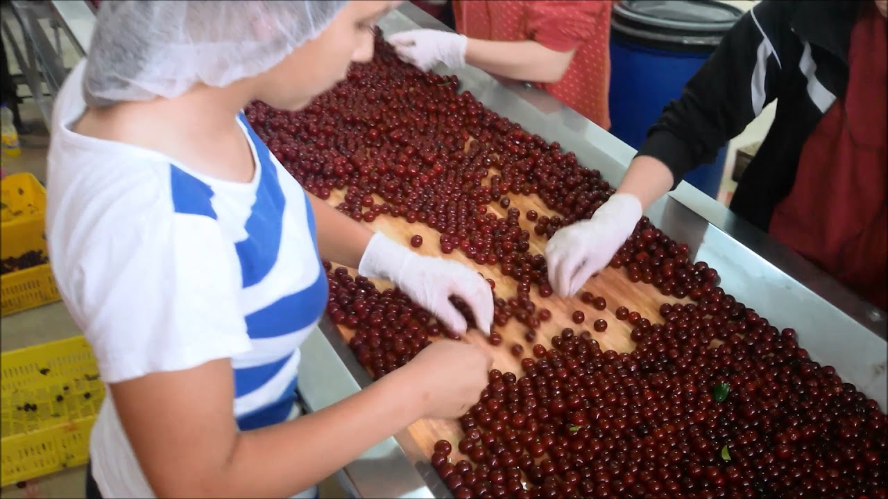 Tehnologija kalibrisanja,izbijanja,podhlade i zamrzavanja sveze visnje FRKT