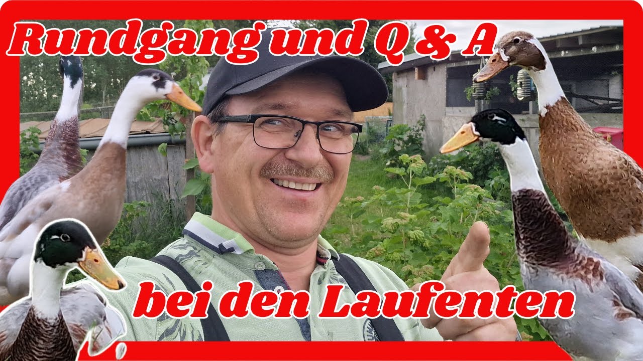 Rundgang und Q&A bei den Laufenten !