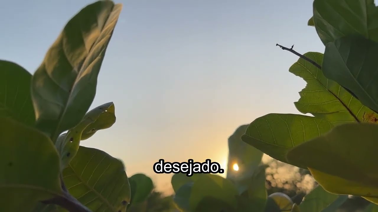 🔥 Quem disser essas 5 palavras antes do padre elevar a Hóstia, receberá uma grande graça…