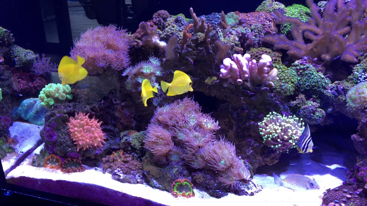 Red Sea Reefer 425xl