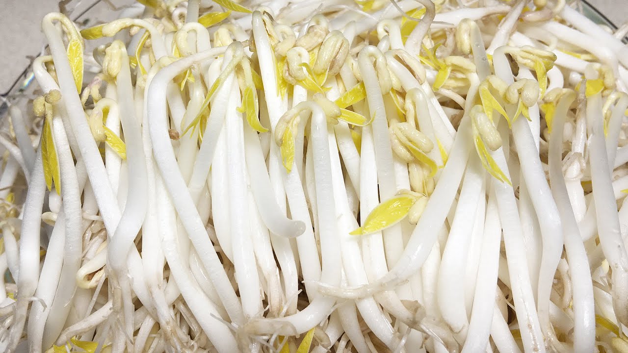 Cách Làm Giá  Đỗ Đậu Mập và Trắng ủ trong Instant Pot - Homemade White Chubby Bean Sprouts with IP