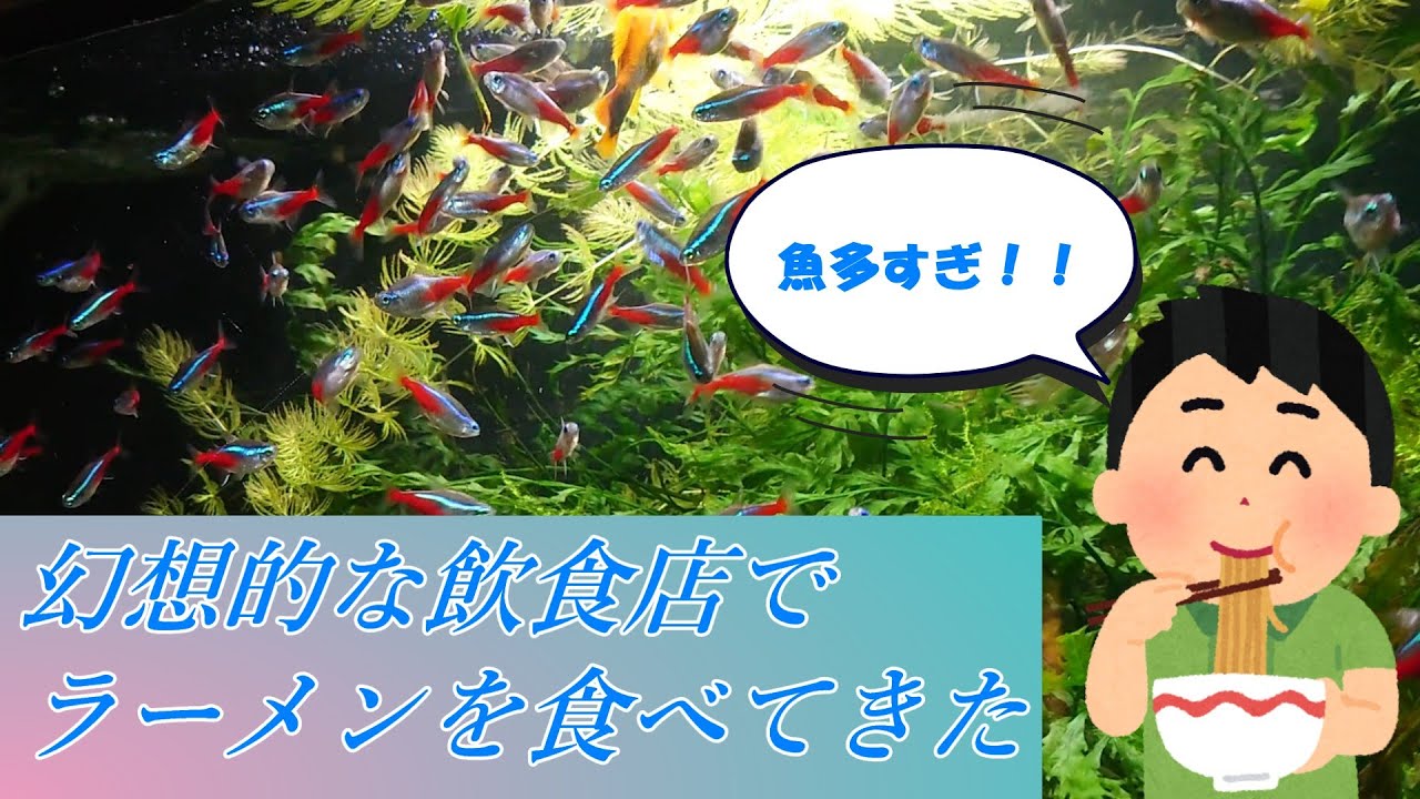 水族館みたいな飲食店に行ってみた【※注意：生き物がたくさんでます】