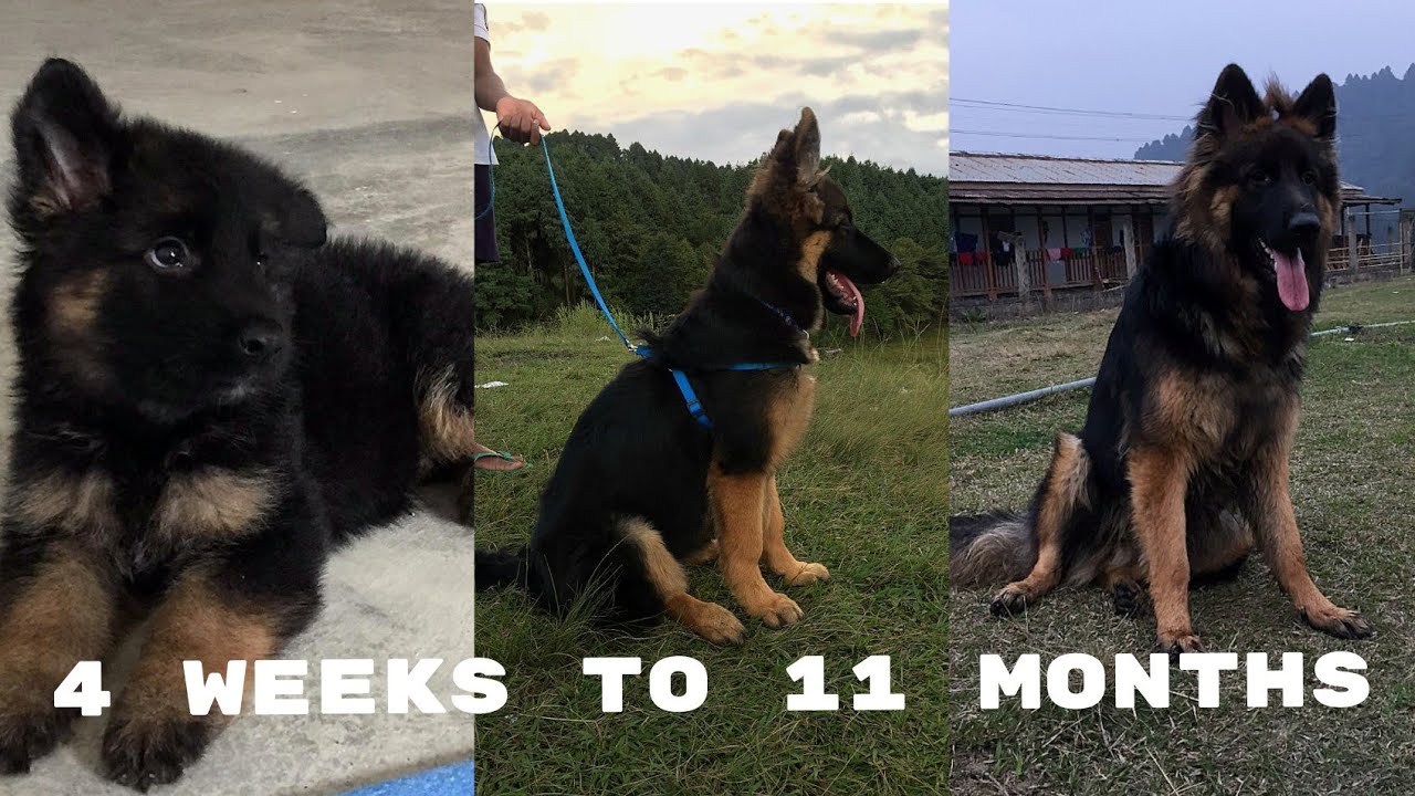 German Shepherd Puppy Growing up from 30 Days to 11 Months | Long Coat GSD Puppy Transformation