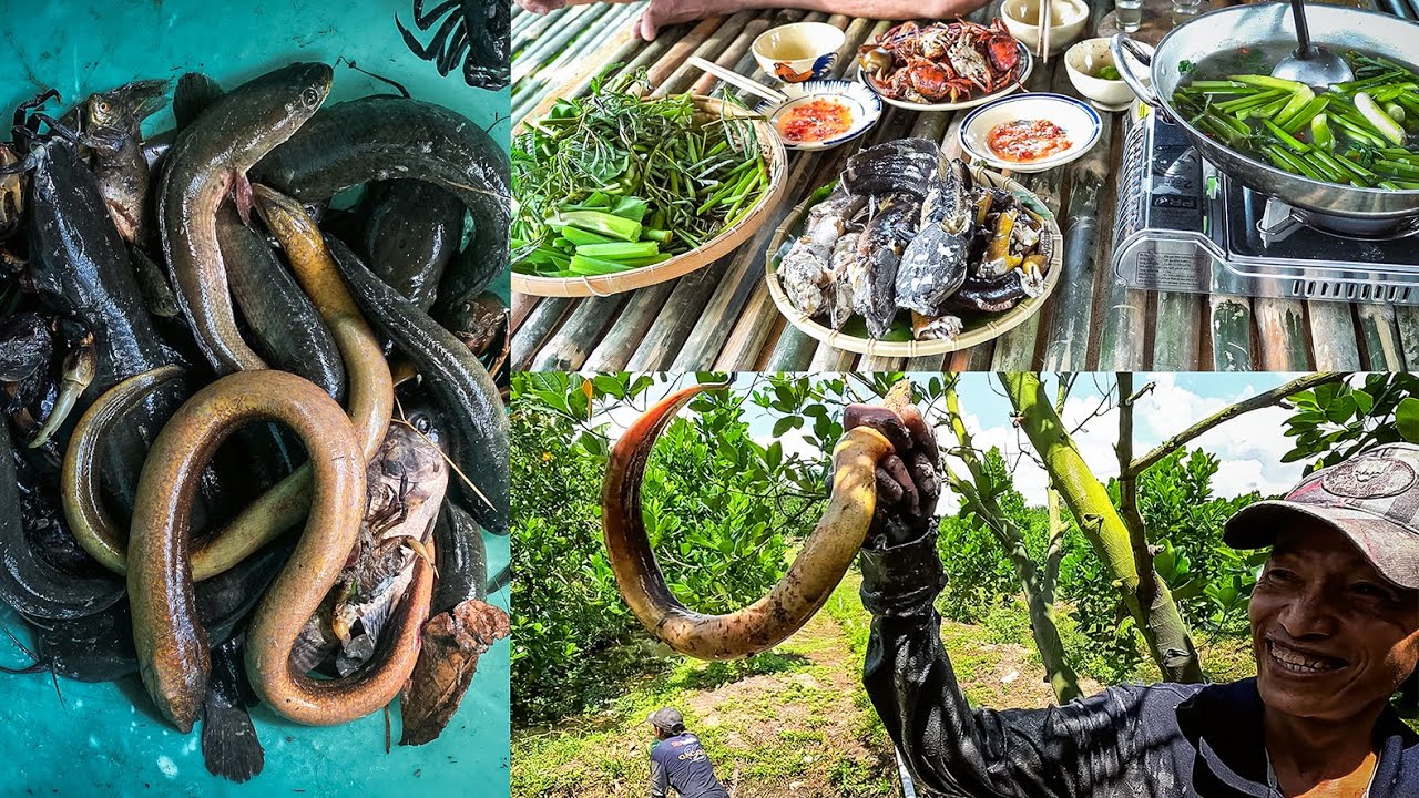 Bắt Lươn kết hợp đổ lờ  