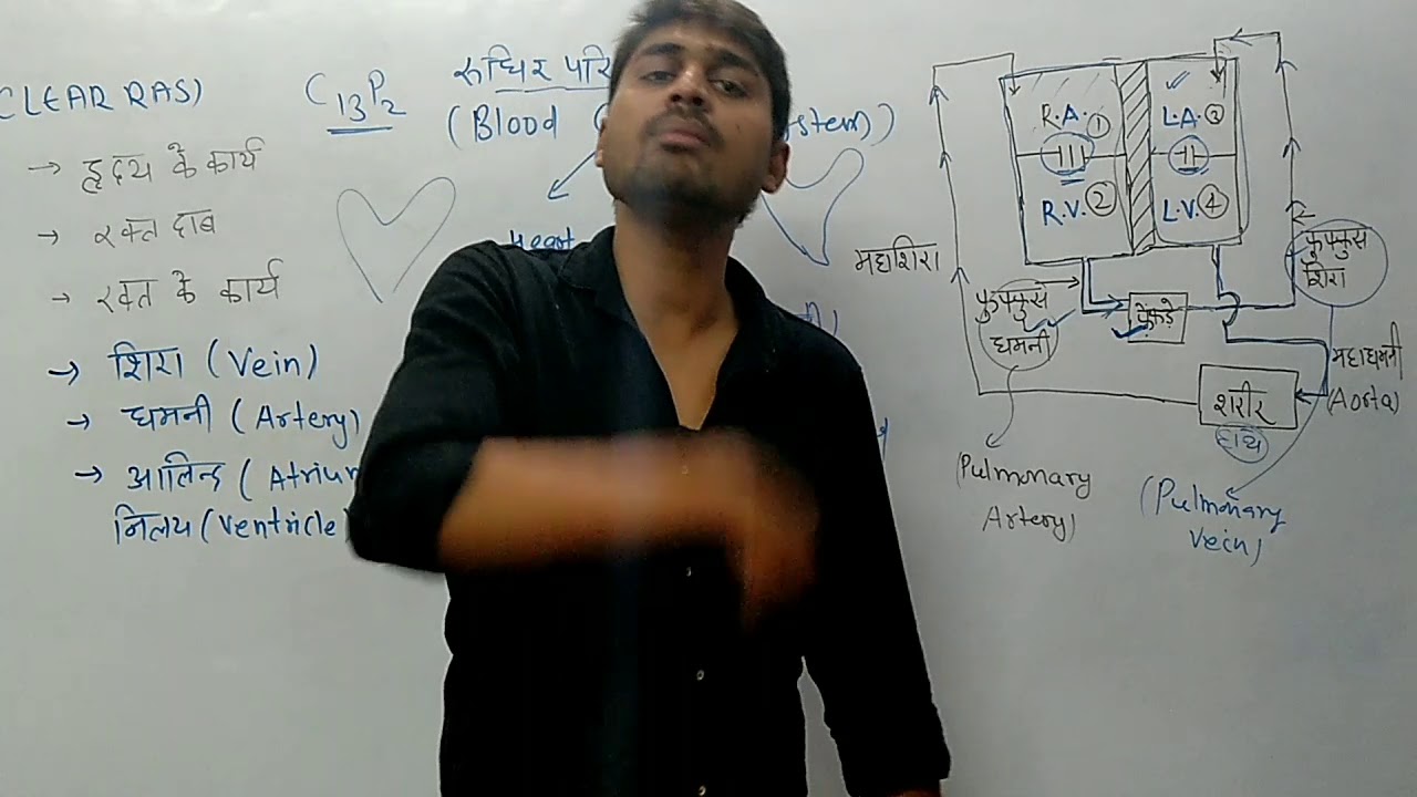 मानव परिसंचरण तंत्र C13P2-हृदय ,रक्त के कार्य ,महाधमनी ,महाशिरा ,हृदय एवं फेफड़ों की कार्यविधि