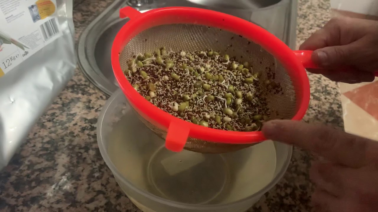 Preparación del germinado para los pájaros Ornilevante