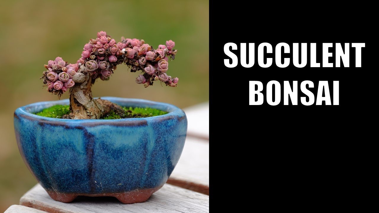 Succulent Bonsai