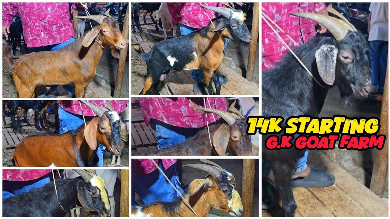 Nagpada pe Laga Alpine Bakro ka Mela || Al Mehtab Goat Farm