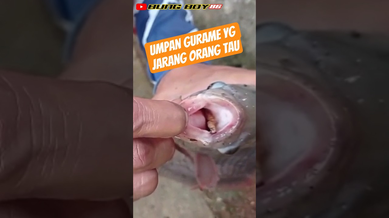 STRIKE GURAME❗Dengan umpan UJ (Ulat Jerman) #bungboy86 #mancinggurame #mancing
