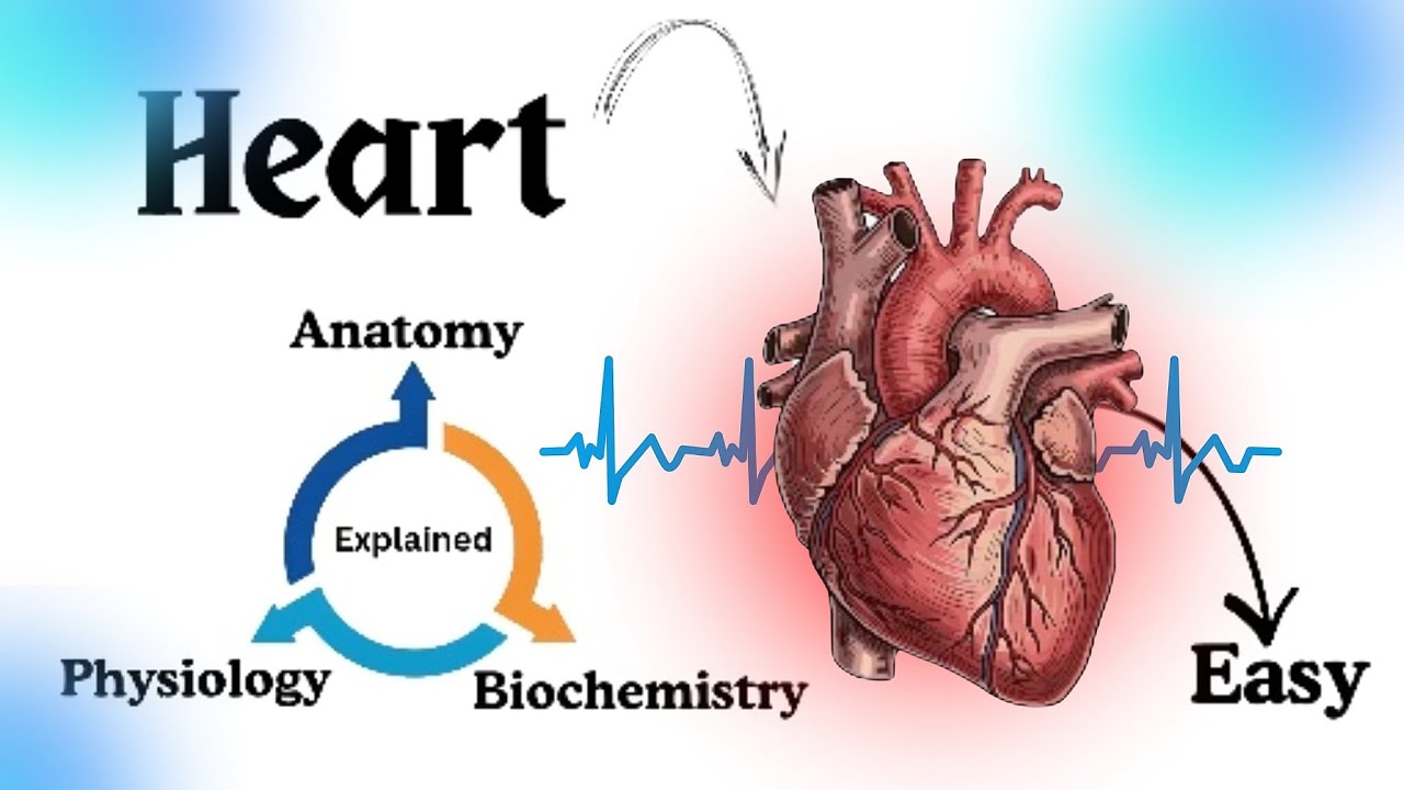 Heart Anatomy & Blood Flow Explained Simply (Whiteboard)