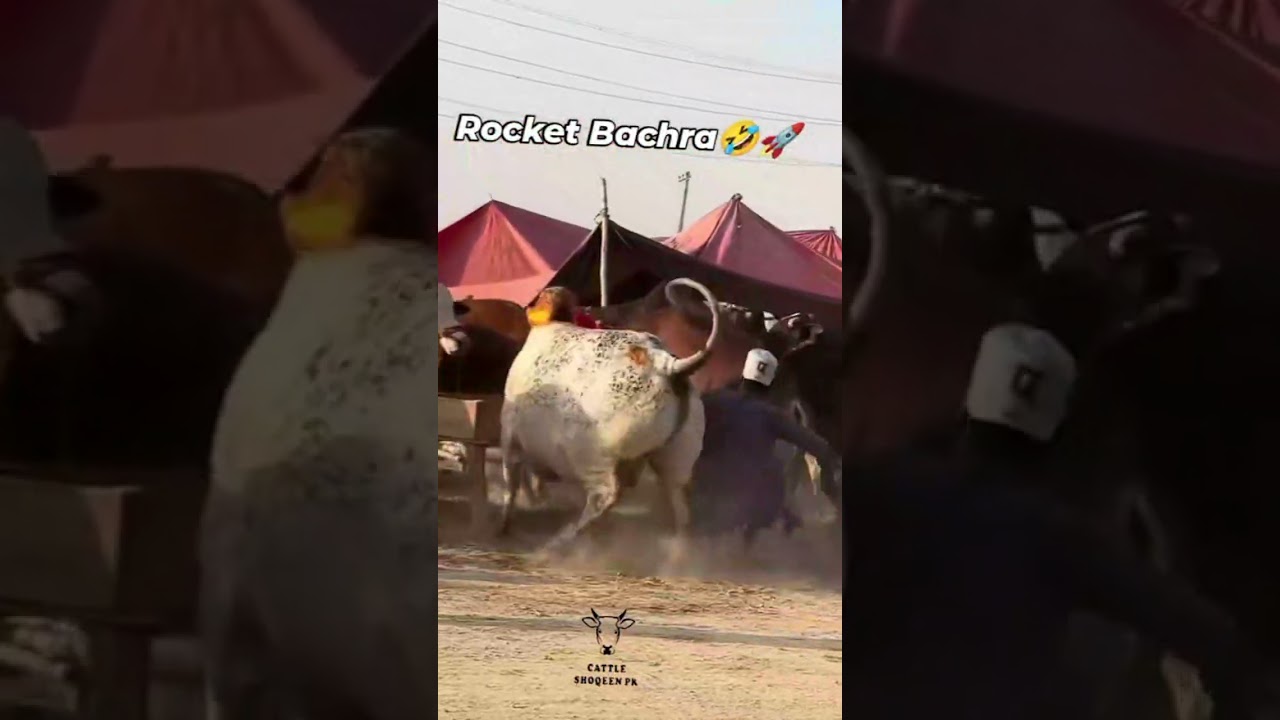 Rocket cow &hearts;️