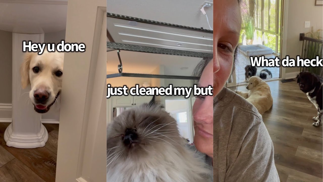 Weekend Shenanigans With My Animals