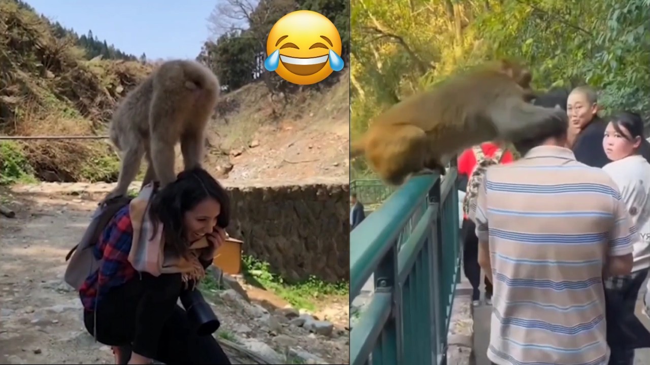 Funny Monkey Videos Try Not To Laugh Hillarious Compilation