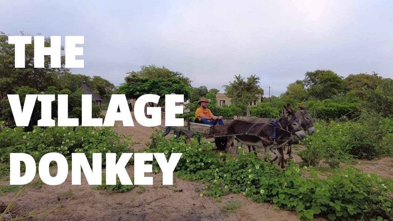 The Village Donkey
