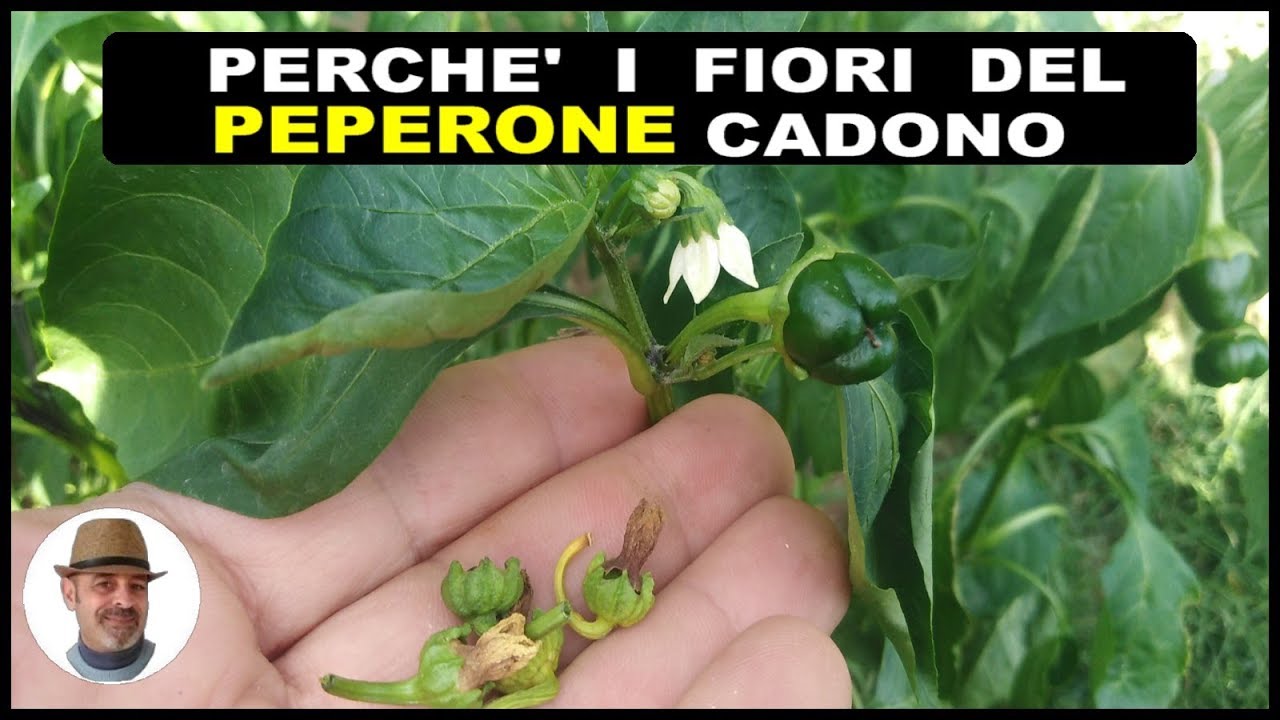 Perchè i fiori del PEPERONE cadono ecco le cause e le soluzioni ( बेल मिर्च गिर फूल )