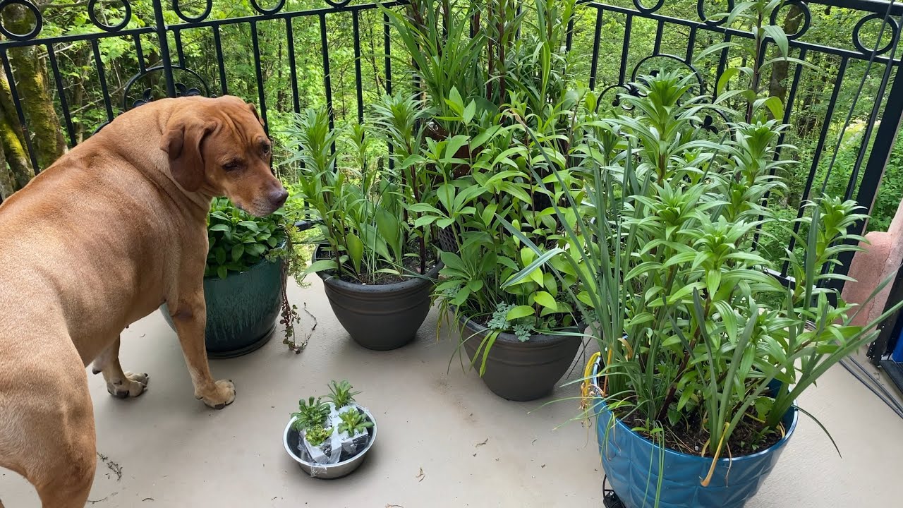 Garden Tour/Journal: 5/6/25