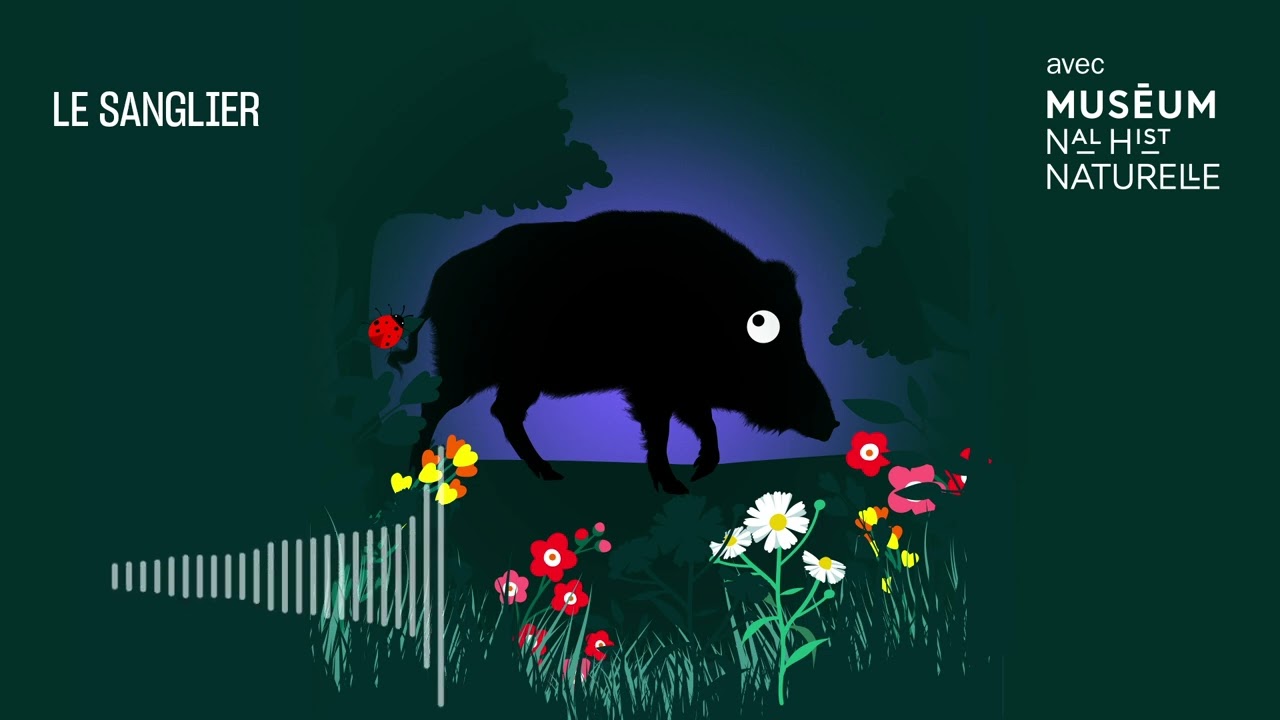 Le sanglier : copains comme cochons