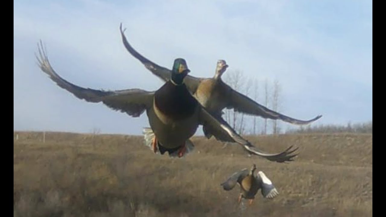 "The Beaver Pond" - Featuring Beaver, Geese, Ducks, Mule Deer, and Coyotes in Wilds of Saskatchewan