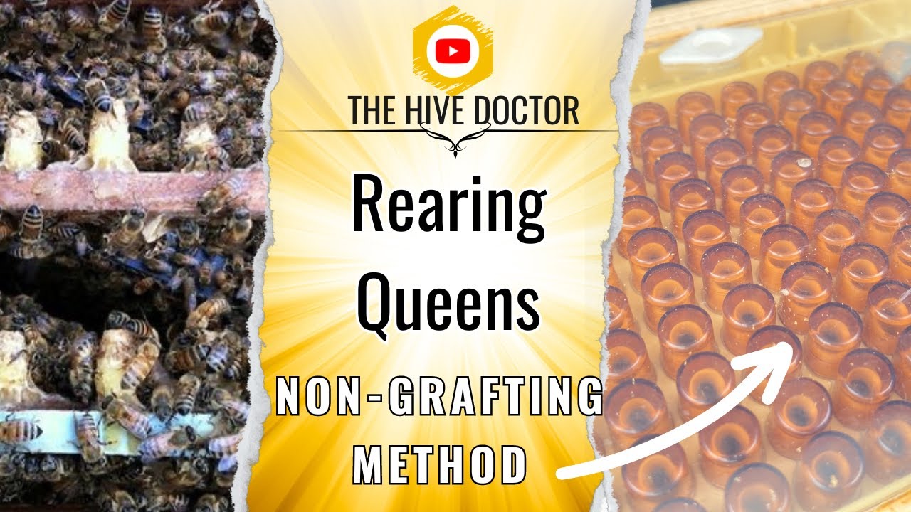Proper Queen Placement: Nicot Queen Rearing system // queen raising