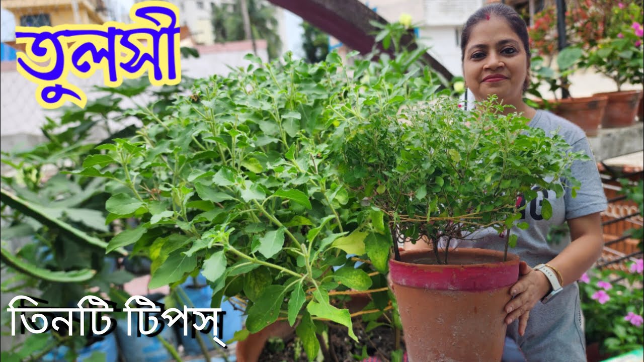 তুলসী গাছে কি যত্ন করি।।How to take care of Tulsi Plant।। Greeny Pots।।