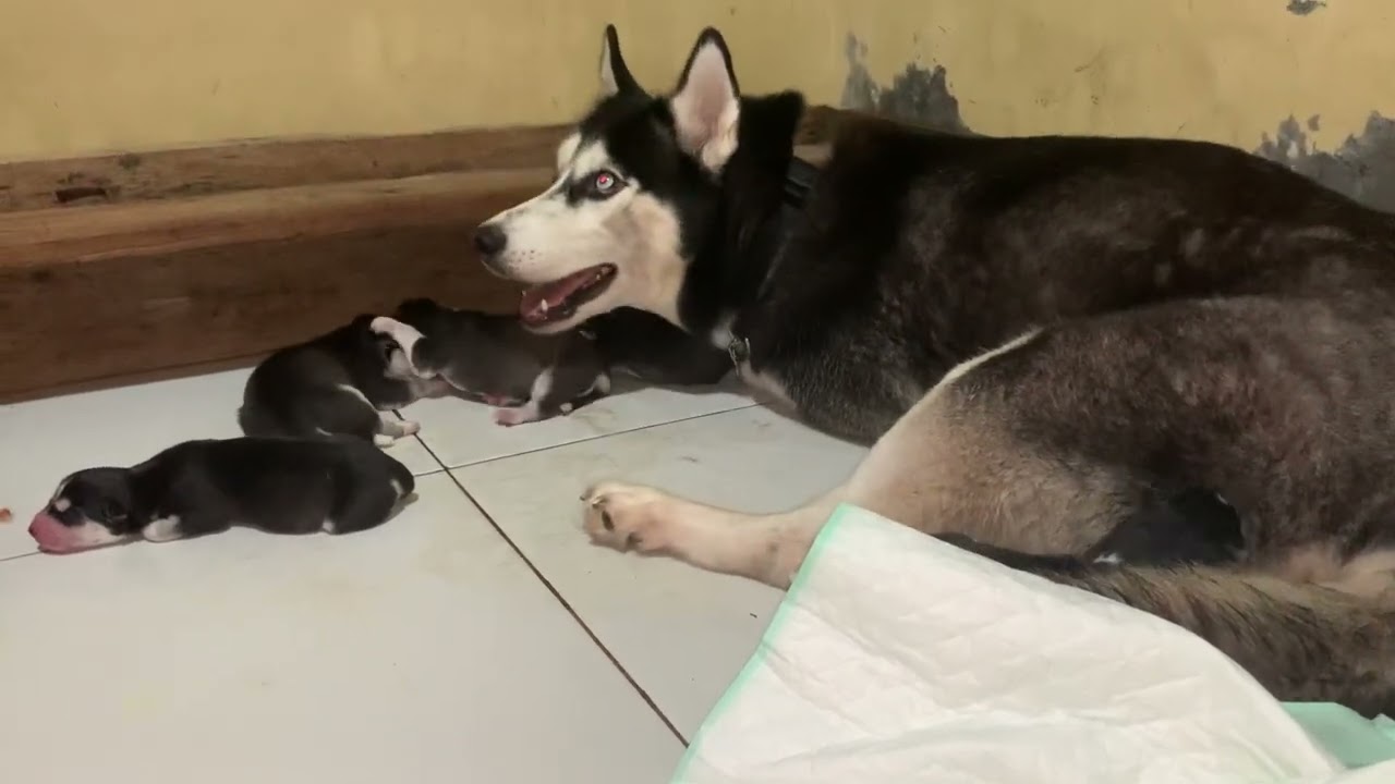 Newborn husky puppies