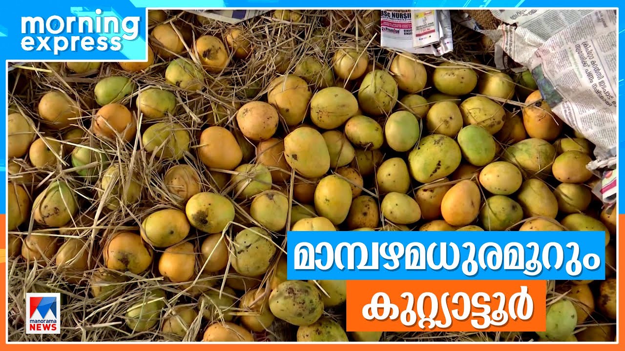 മധുരമൂറും കുറ്റ്യാട്ടൂര്&zwj; മാങ്ങയുടെ മാഹാത്മ്യം | Kannur Mango | Kuttyattoor Mango